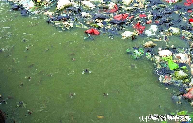 广东钓鱼人珠江边钓获大鲶鱼！钓友：数数胡须的数量，别乱吃