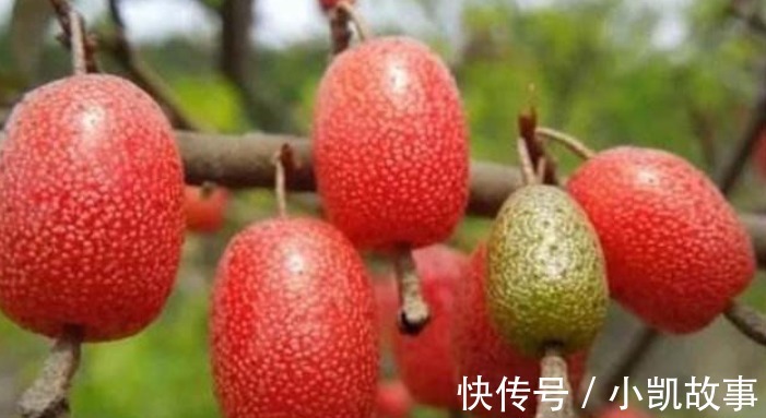 芒果|冬季在家要多注意饮食,常吃这四种食物,清热排毒,养护肠胃