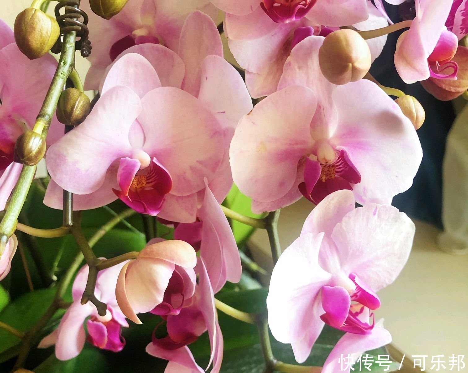 蝴蝶兰长成恨天高，瞻前不顾后，可以砍头促分枝吗？