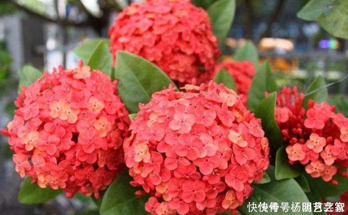 4种花养在家,一整年都有好运气,养上一盆四季欣赏,好活还不贵