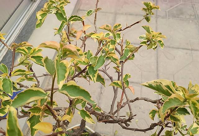 三角梅不开花,简单“4步”操作,30天变“花树”