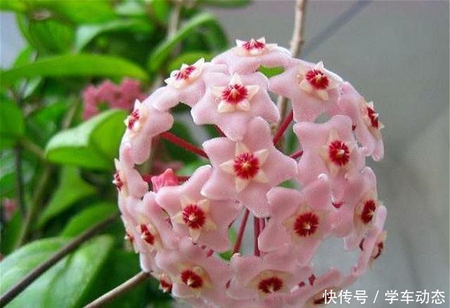 想球兰多冒芽全靠一个“虐”,蹭蹭冒花芽,独苗变繁花老桩!