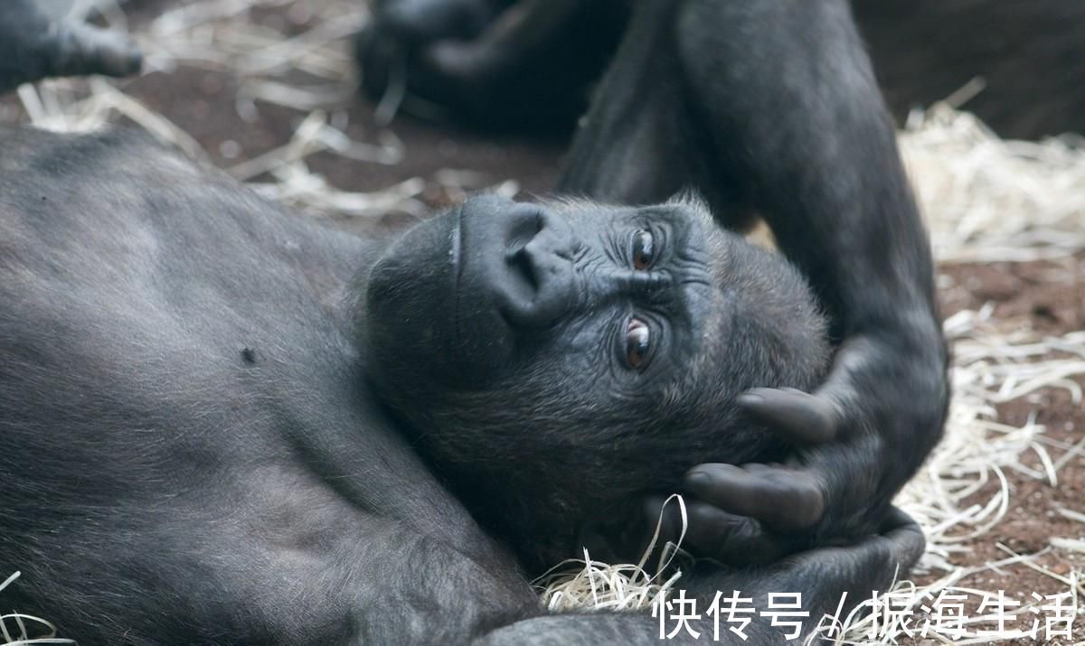 蛋白粉|大猩猩不吃牛肉，不喝蛋白粉，为什么肌肉比健美选手还生猛