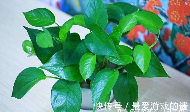 养绿萝只会浇水怎么行，学会加点“小东西”，枝繁叶茂绿油油！