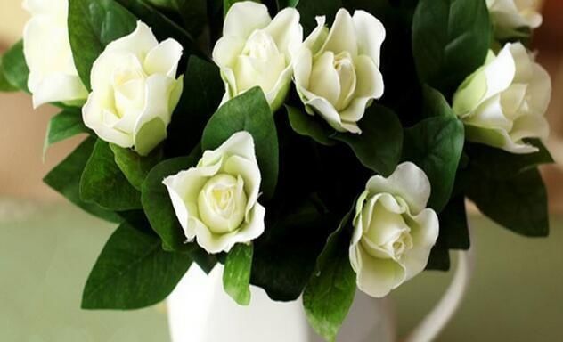 家里养此6种花卉盆栽,好养易活满屋子飘香,美极了!