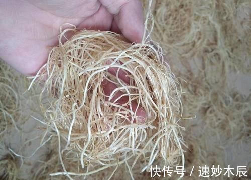 用药|谁说腰突治不好,葱须加上它,腰疼腿麻都能解!