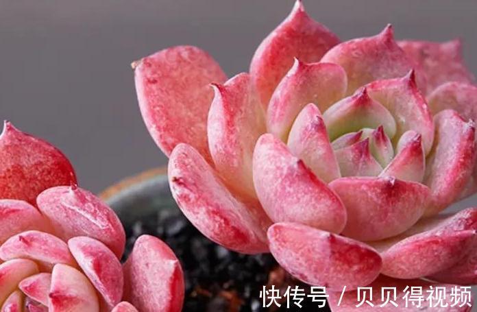 好养的多肉劳伦斯