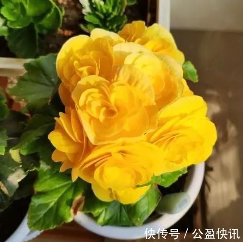新芽|冬天3种花要饿着养,水肥多了反而烂根,别帮了倒忙!