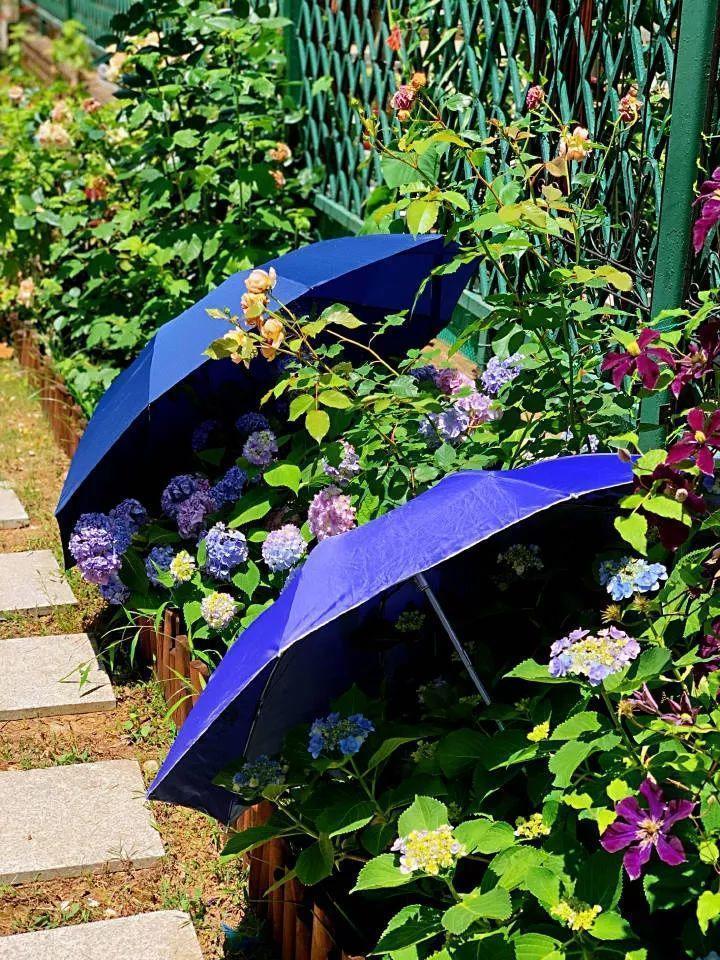 干枯|10种花特怕晒，越晒越黄叶，搬阴凉地儿才能活！