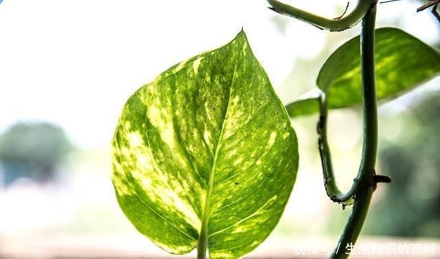 绿萝这样剪一刀,藤蔓数量翻倍,60天长成“绿瀑布”!