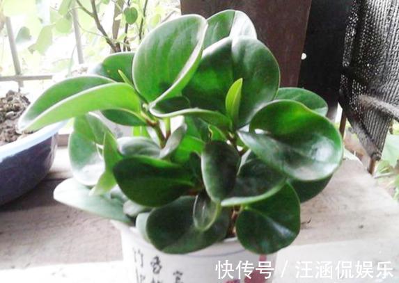 电脑宝贝|“电脑宝贝”豆瓣绿,比绿萝还好养,做好5点,肥厚紧凑,防辐射