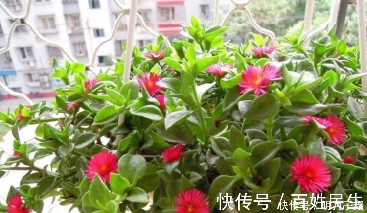 漂亮|4种花漂亮又好养，比牡丹好看，养在哪里都爆盆，好运到来
