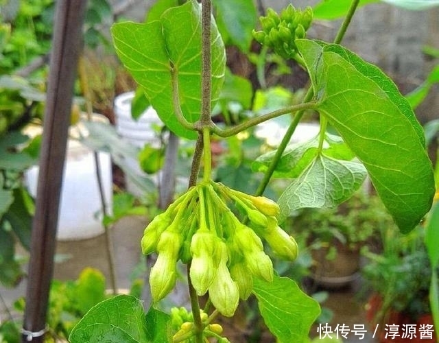 木本植物|南方一种野菜，农民只吃花苞，入口有兰花的清香，还能清热明目