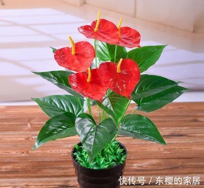  开花|此款耐阴花，号称“开花机器”，好养又好看，花朵红艳艳！