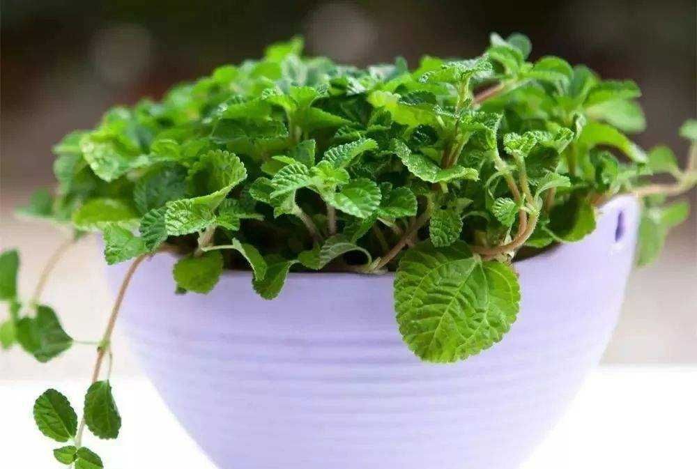 偏方|老花农养花,只用这种“偏方”,1分钱不用花,养啥花都“旺”