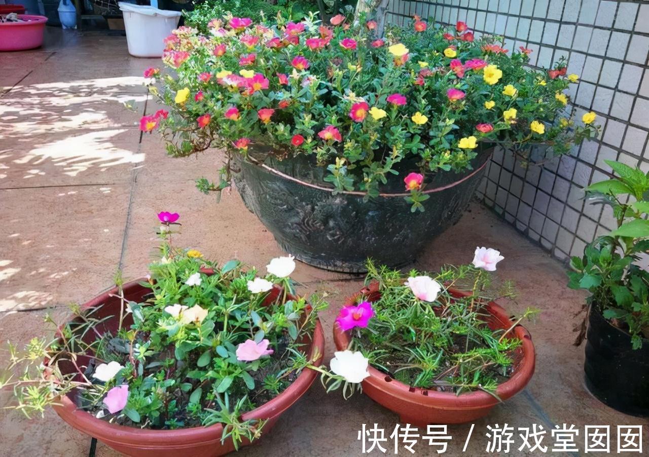 自来水|养花不会浇水吗?六大口诀记心间,养啥都能长得旺