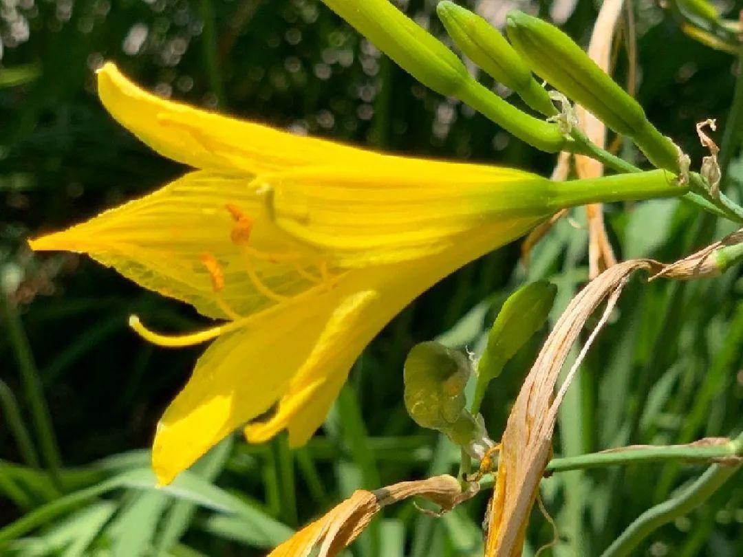 家门口的有毒花，千万别乱碰，有小孩的注意！