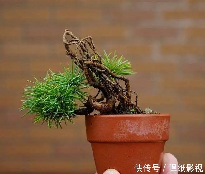 清朝|五针松以“五叶丛生”得名,早在清朝光绪年就在三十六湾村走红!