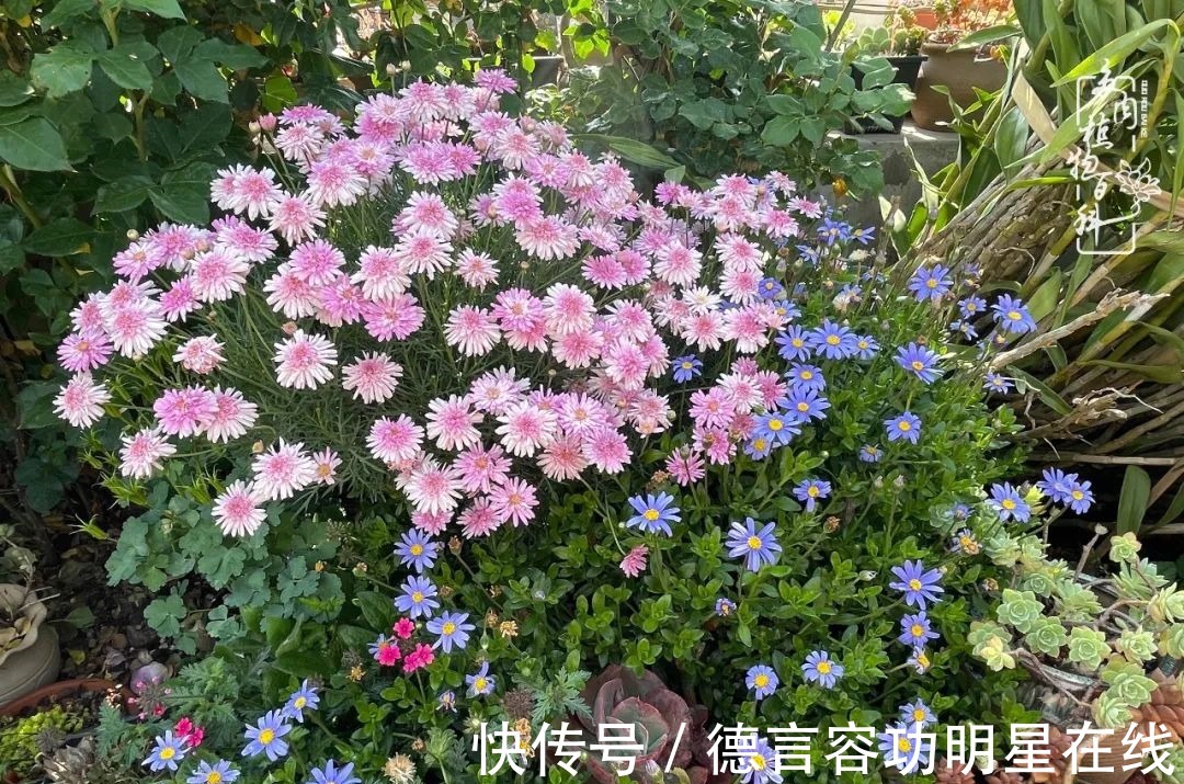 最美四月天,去杨姐的屋顶花园,赴一场花约!