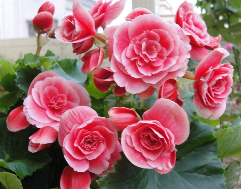 养丽格海棠,“关键细节”做好了,比施肥还管用,瞬间花开不断