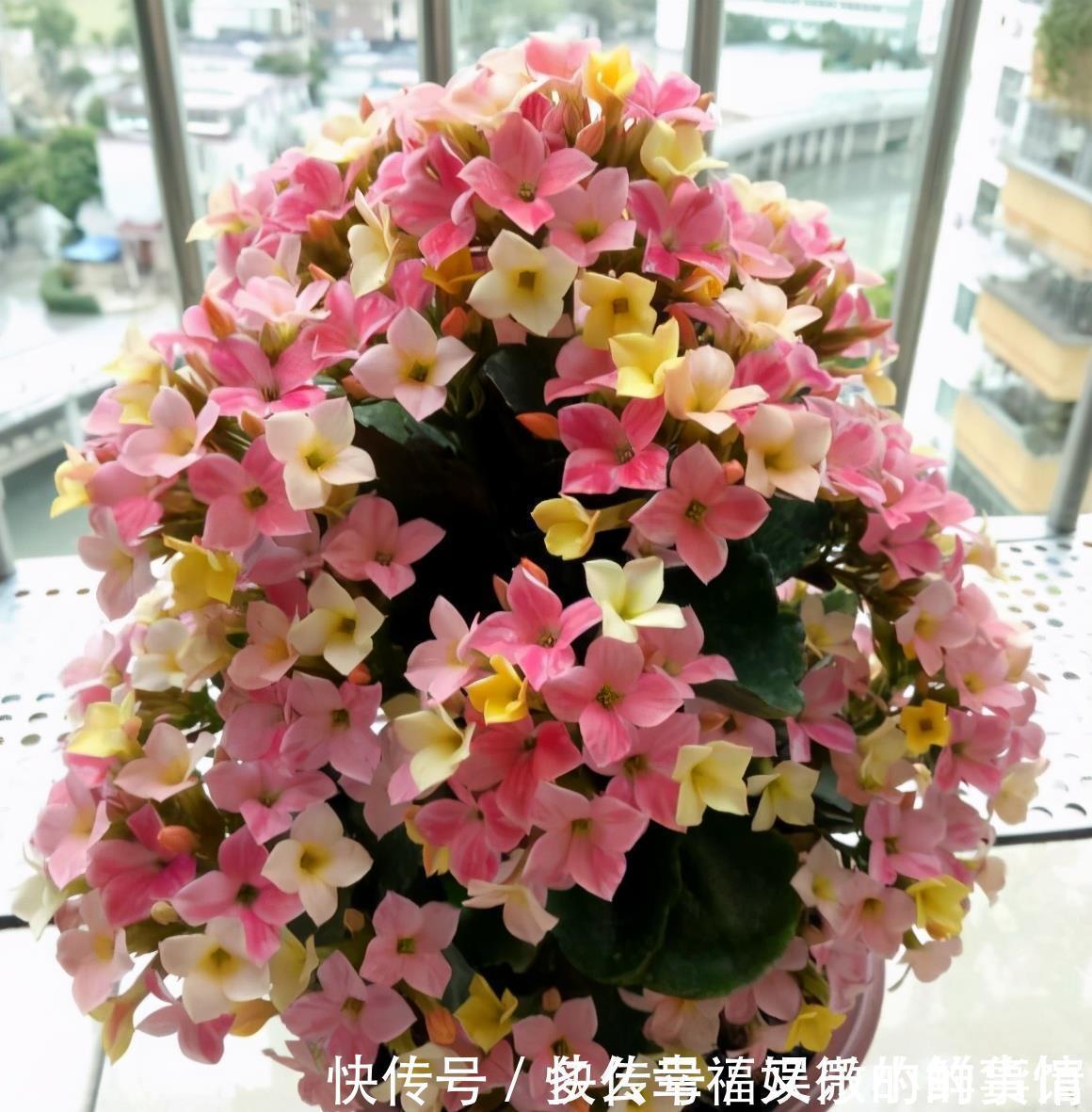 3种“养不死”的花，适合新手，不只是好养，关键很漂亮