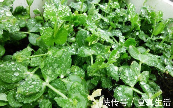 种菜|别人养花,她却种一楼顶菜,多得吃不完都送邻居了