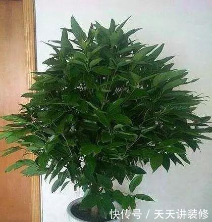 盆栽|有“讲究”的人都喜欢这“3种树”,叶多枝壮,摆在家中纳福养人
