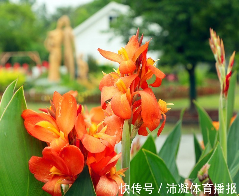 此花是一种生命力顽强的花,代表着坚实的未来,是拼搏的精神