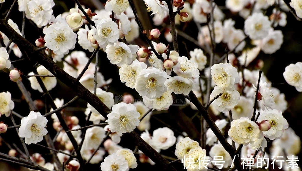 白梅花@纳兰性德笔下的白梅花,竟是这般美丽高洁,你喜欢吗?