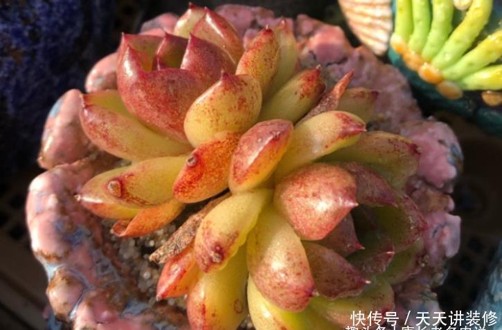 老桩|养多肉我一般不建议施肥，但这种多肉适当地施肥却可以养得更好