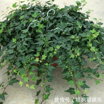 吊兰|不能对他太好，分分钟爬满你的家，停不下来！