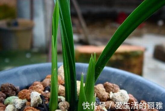 肥料|兰花需不需要施肥?什么时候施肥?用哪种肥料?1份清单看好了