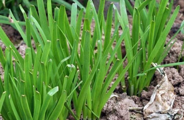 俗话说|俗话说:四大嫩、四大紧、四大硬,这都是什么意思?