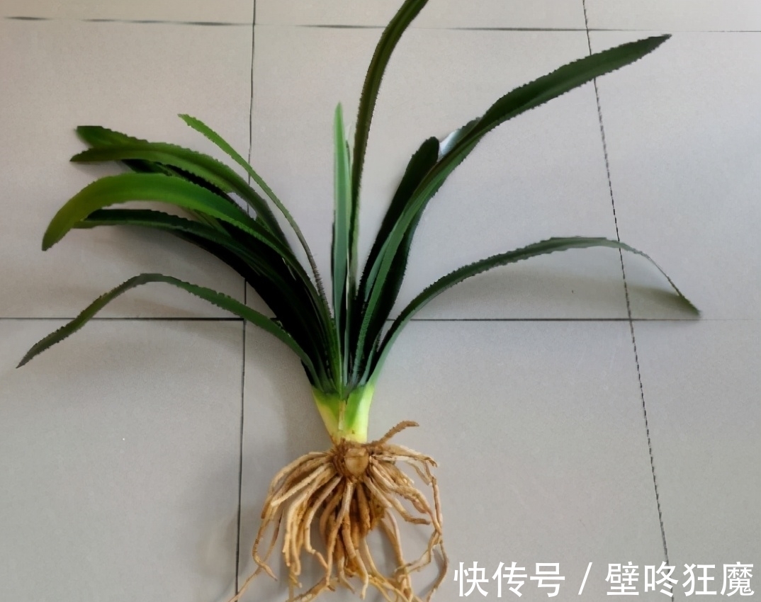 给君子兰换盆土垫上这些东西,3年内肉质根再不会因积水而腐烂了