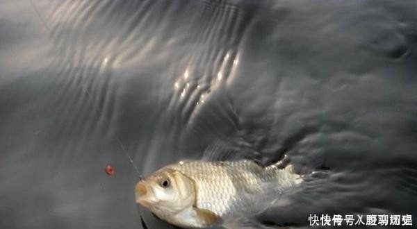 小鱼闹窝就不钓了记牢老钓友这“妙招”,上钩的全是大鱼,莫忽视