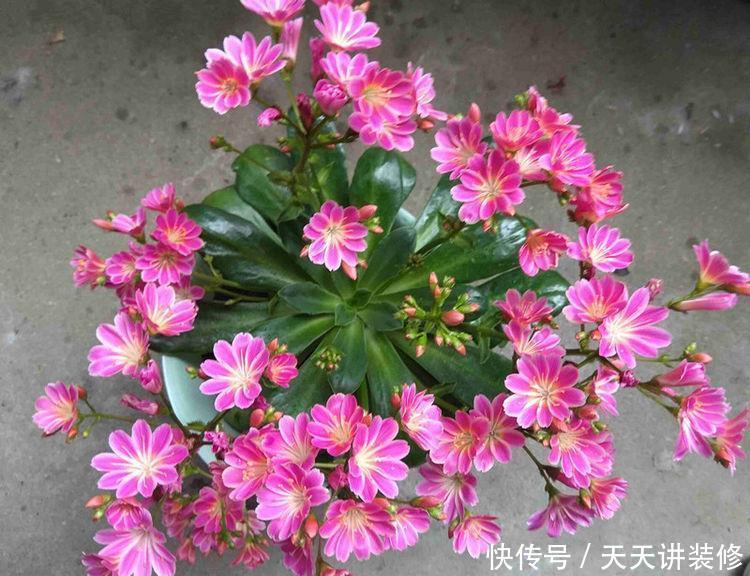 几种花好养又漂亮,谁见了都喜欢,养护起来很简单