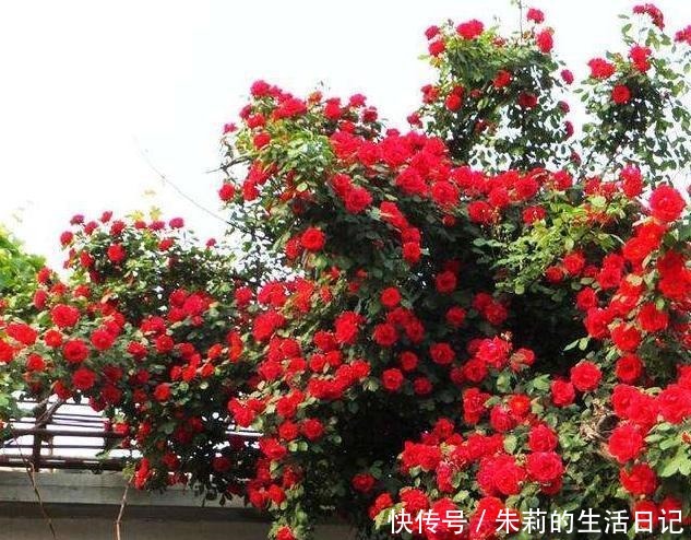 此花我国特有，种植方法简单，花期长达220天，花香不输给桂花！