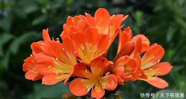 观赏价值|养花就养这几款，郁郁葱葱，四季常青，有很高的观赏价值