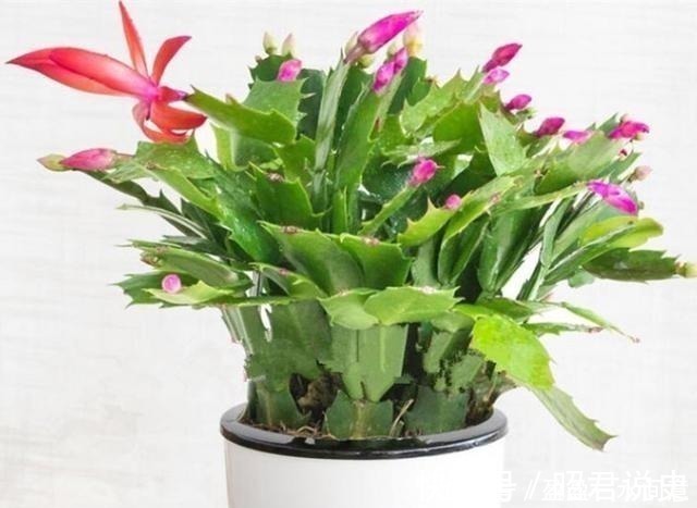 土壤|养兰花、蟹爪兰和君子兰需记住,不能触碰三点,这是自然规律!