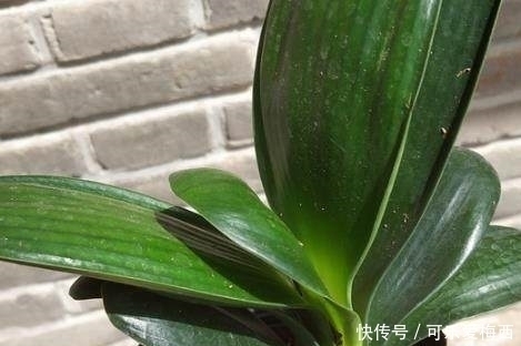 废油|君子兰盆里埋点猛料，15年不烂根，叶片肥得流油，花开30朵