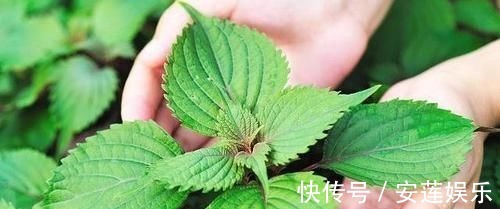 安眠药|长话短说失眠的“终极克星”找到了,既不是酸枣仁,也不是香蕉