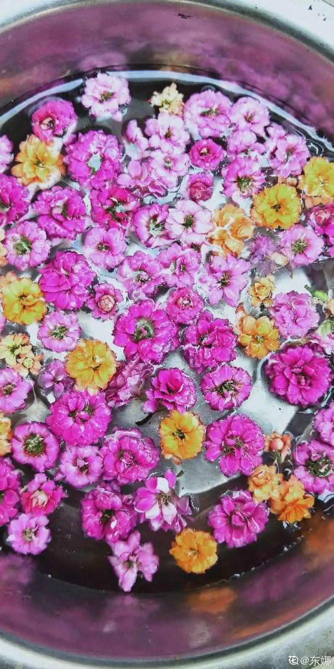 8种花夏天太容易死,现在赶紧扦插,死了也不心疼!