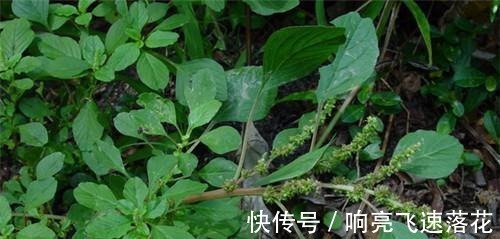 野菜|这野菜农村遍地都是，是小孩的天然钙片，含钙量多还容易吸收！