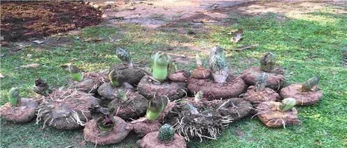 血糖|高血糖的“终结者”来了!每天吃一点,或能降低血糖,远离糖尿病