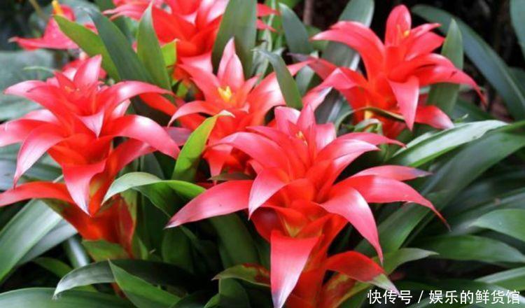 开花|4种花寓意好,家里养一盆,增福又纳财,养100盆也不嫌多!