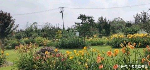 家里种棵“黄菜花”，开花几十年，花大如百合，满院“妈妈花”