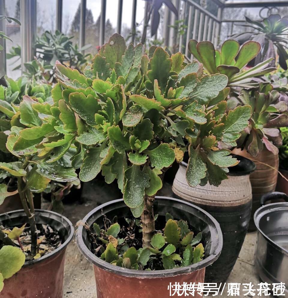 长寿花嫁接在“老桩”上,到了11月满枝“冒花苞”,花量很大