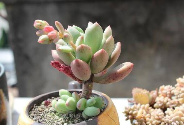 盆栽多肉该如何浇水牢记4个小窍门,花根少受负面影响