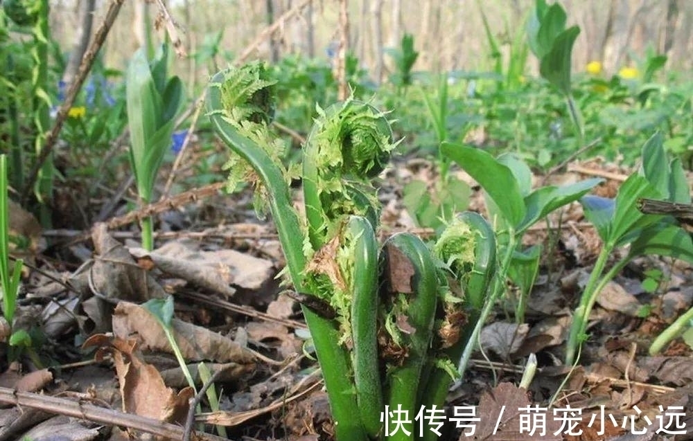 这野菜有黄瓜清香味，每年仅半个月采摘期，春天一过就成草