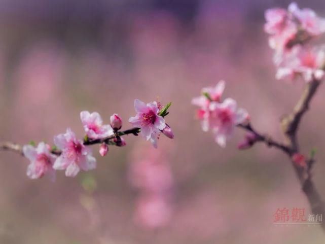 来这里，探寻“粉红花海”……